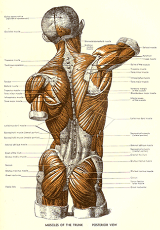 An Athlas Anatomy